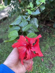 Hibiscus × archeri