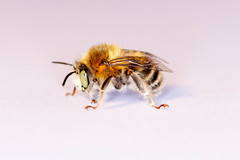 Anthophora quadrimaculata