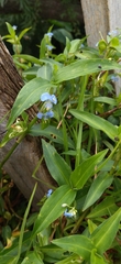 Commelina diffusa diffusa