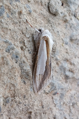 Cucullia argentina