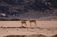 Gazella dorcas
