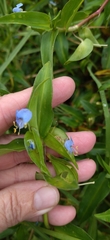 Commelina diffusa diffusa