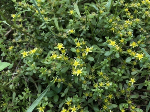 Sedum bulbiferum