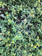 Sedum bulbiferum