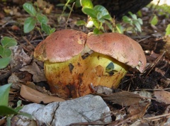 Rheubarbariboletus persicolor