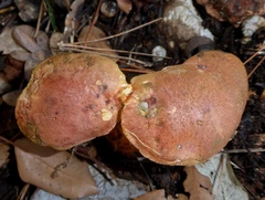 Rheubarbariboletus persicolor