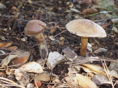 Cortinarius subferrugineus