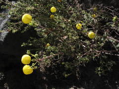 Calceolaria inamoena