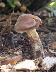 Cortinarius subferrugineus