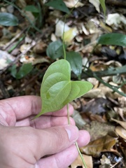 Dioscorea chondrocarpa