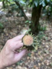 Dioscorea chondrocarpa