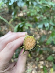 Dioscorea chondrocarpa