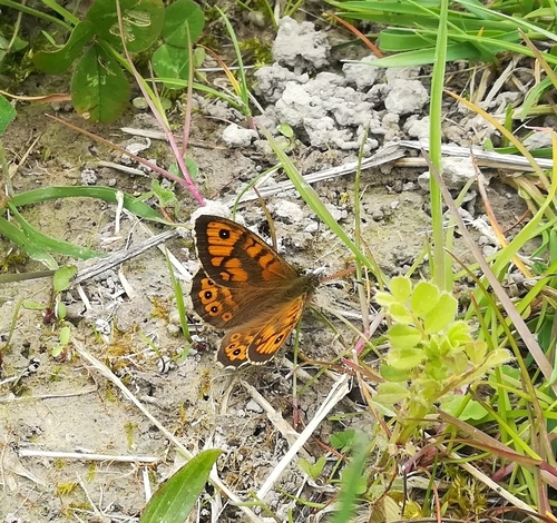 Lasiommata megera