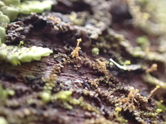 Frullania bolanderi