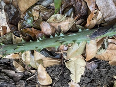 Dioscorea chondrocarpa