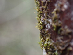 Frullania bolanderi