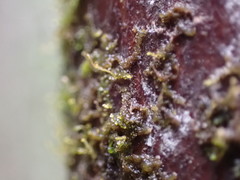 Frullania bolanderi