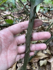 Dioscorea chondrocarpa