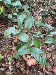 Hippocratea volubilis