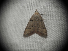 Nola thymula