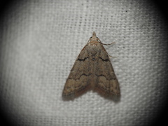 Nola thymula