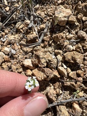 Cryptantha utahensis