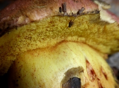 Rheubarbariboletus persicolor