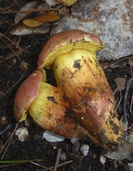 Rheubarbariboletus persicolor
