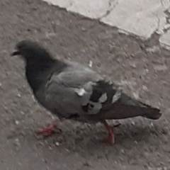 Columba livia domestica