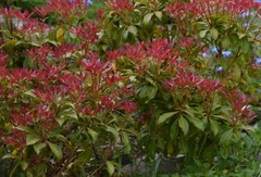 Photinia × fraseri