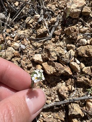 Cryptantha utahensis