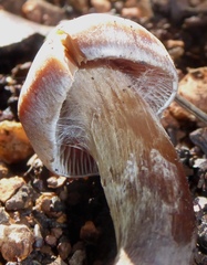 Cortinarius subferrugineus