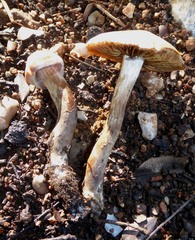Cortinarius subferrugineus