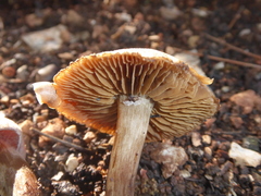 Cortinarius subferrugineus