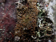 Protoparmelia ochrococca