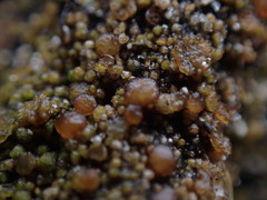 Protoparmelia ochrococca