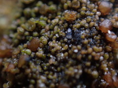Protoparmelia ochrococca