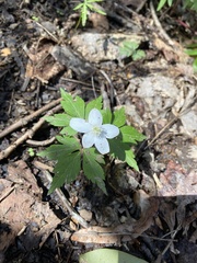Anemonoides quinquefolia