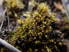 Pleuridium acuminatum