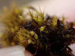 Pleuridium acuminatum