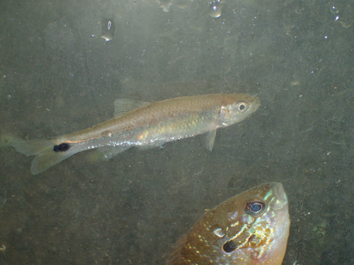 Cyprinella stigmatura