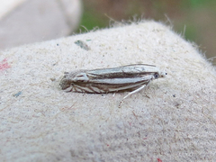 Eucosma striatana
