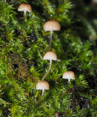 Mycena supina
