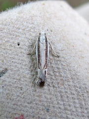 Eucosma striatana