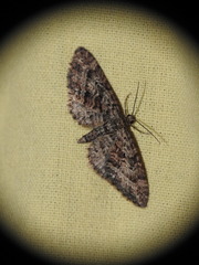Eupithecia cocciferata