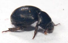 Germarostes globosus