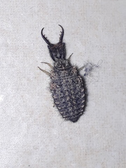 Distoleon tetragrammicus