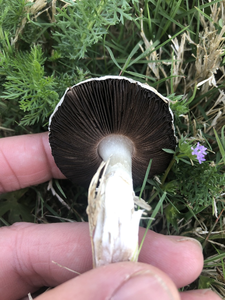 field and button mushrooms from W Abram St, Arlington, TX, US on April