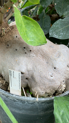 Hydnophytum formicarum