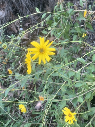 iNaturalist observation photo of California brittlebush